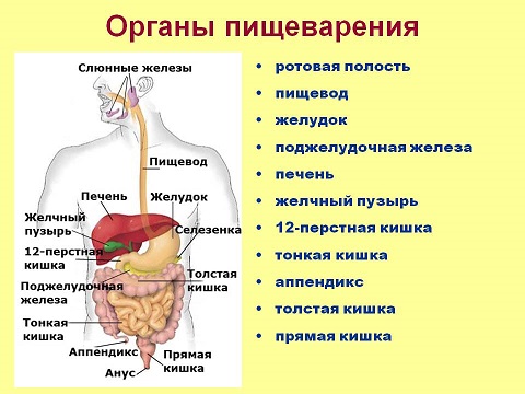 Болезни органов пищеварения