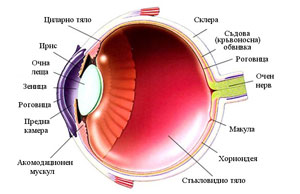Профилактика глаукомы